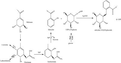 Engineering Heterologous Production of Salicylate Glucoside and Glycosylated Variants